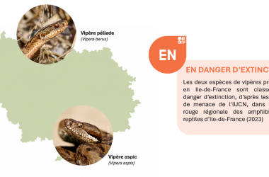 Plan régional d'action pour la conservation des Vipères d'Île-de-France