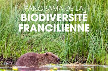 Panorama de la biodiversité francilienne (2019)