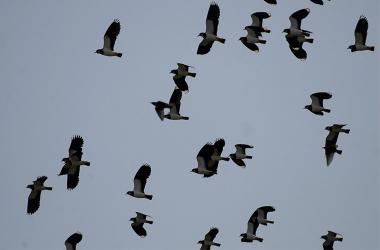 Comptage vanneaux pluviers les 7-8 janvier