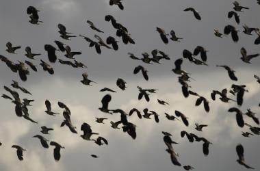 Bilans oiseaux hivernants - focus Vanneaux huppés et Pluviers dorés