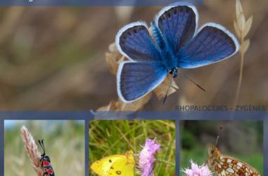 Insectes | Liste des espèces déterminantes de Znieff actualisée en Île-de-France