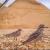 Inscription 17e édition des Rencontres naturalistes d'…