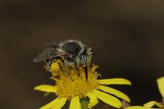 Héliophile commune (Anthophora bimaculata) © Tarek BAYAN | Opie Héliophile commune (Anthophora bimaculata) © Tarek BAYAN | Opie