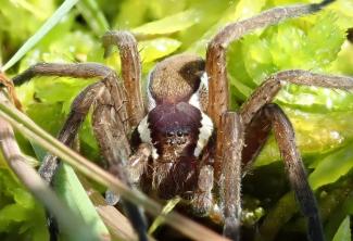 Dolomedes fimbriatus femelle © Claire Jacquet