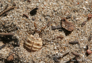 Larve de Myrmeleon inconspicuus © Pierre Tillier