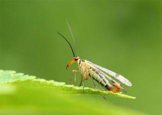 Panorpa cognata © Pierre Tillier