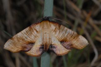 Plagodis dolabraria (La Phalène linéolée) © Alexis BORGES | Opie