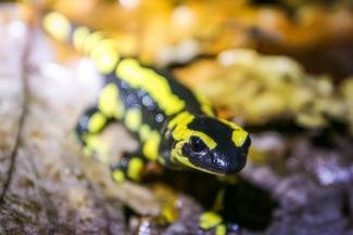 Salamandre tachetée (Salamandra salamandra) © Ophélie Ricci