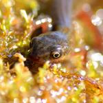 Amphibiens | Méthodes d'inventaire