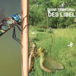 Suivi temporel des Libellules (STELI)